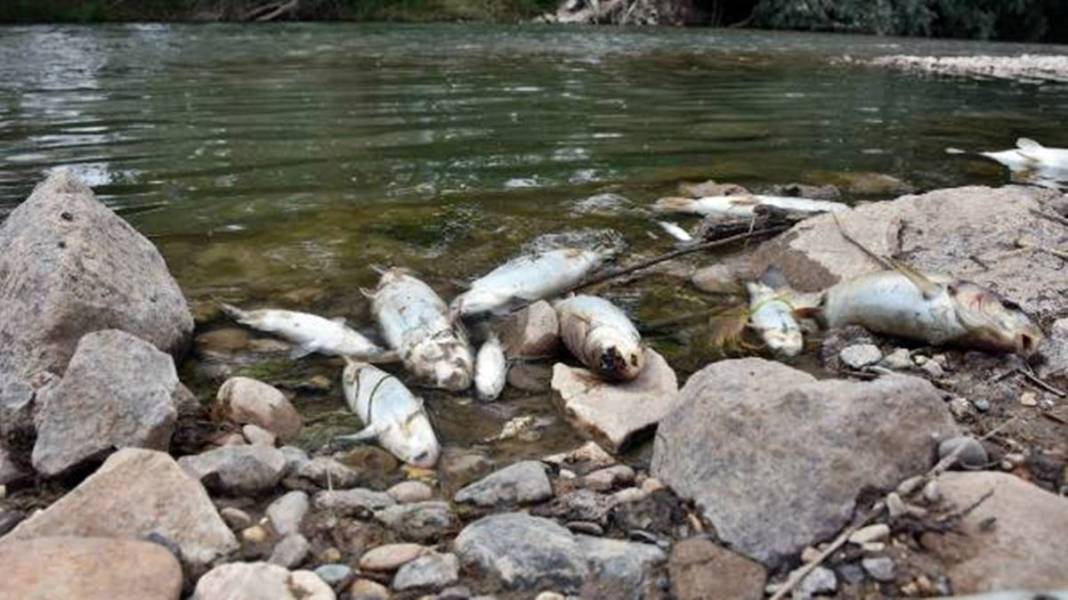 O kentteki korkutan görüntülere inceleme! Bakanlık yetkilileri bölgeye gönderildi 4